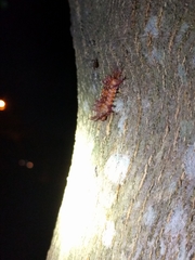 Lepidoptera