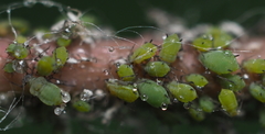 Aphis spiraecola