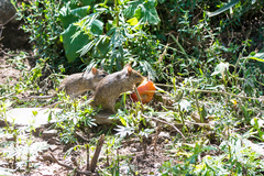 Arvicanthis niloticus