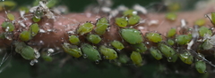 Aphis spiraecola