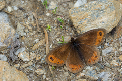 Erebia montanus