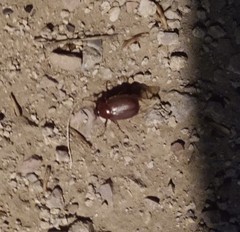 Phyllophaga crassissima