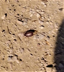 Phyllophaga crassissima