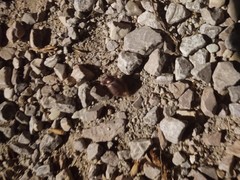 Phyllophaga crassissima