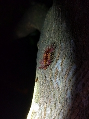 Lepidoptera