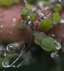 Aphis spiraecola