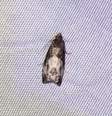 Notocelia cynosbatella