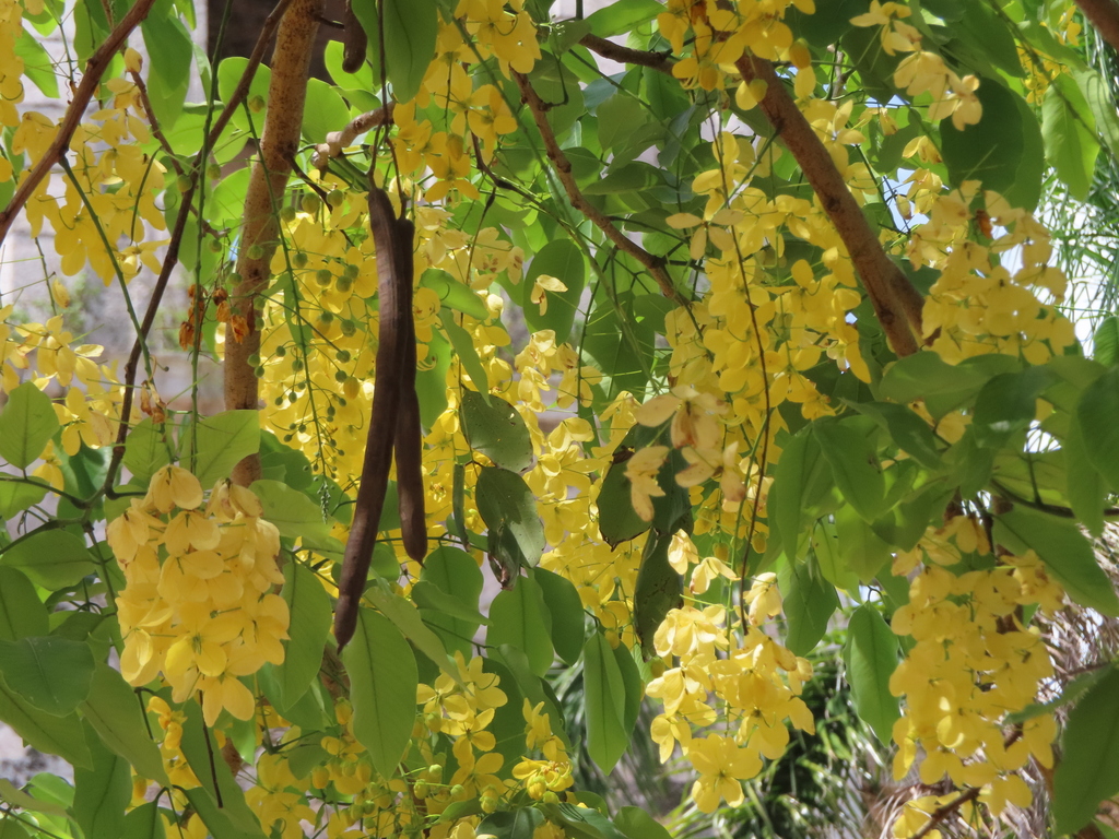 Cassia