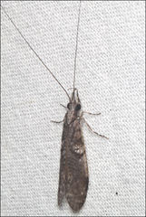 Triplectides similis