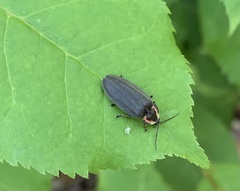 Lucidota atra