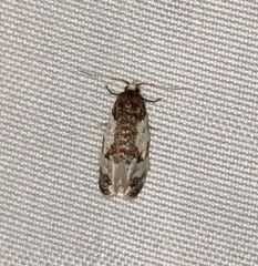 Henricus fuscodorsana