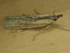 Thaumatopsis pexellus