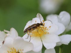 Analeptura
