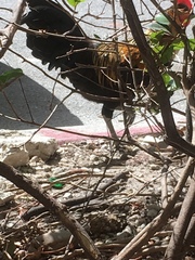 Gallus gallus domesticus