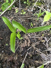 Maianthemum trifolium