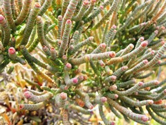 Tecticornia pergranulata