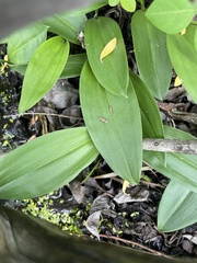 Maianthemum trifolium