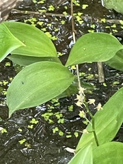 Maianthemum trifolium