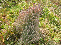 Tecticornia pergranulata