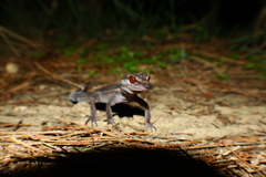 Goniurosaurus kuroiwae