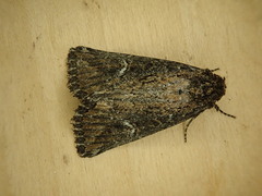 Condica mersa