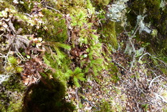 Dendroligotrichum tongariroense