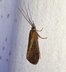 Ptilostomis ocellifera