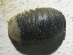 Gnorimosphaeroma oregonense