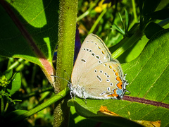 Satyrium acadica