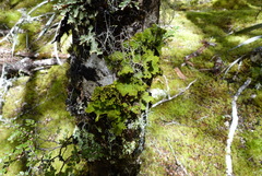 Crocodia rubella