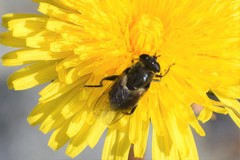 Arctosyrphus willingii