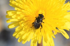 Arctosyrphus willingii