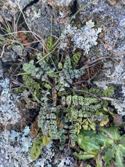 Gingidia enysii peninsulare