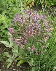 Allium giganteum
