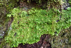 Lobaria adscripta