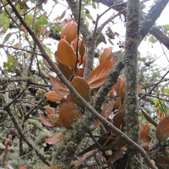 Dendrophthora avenia