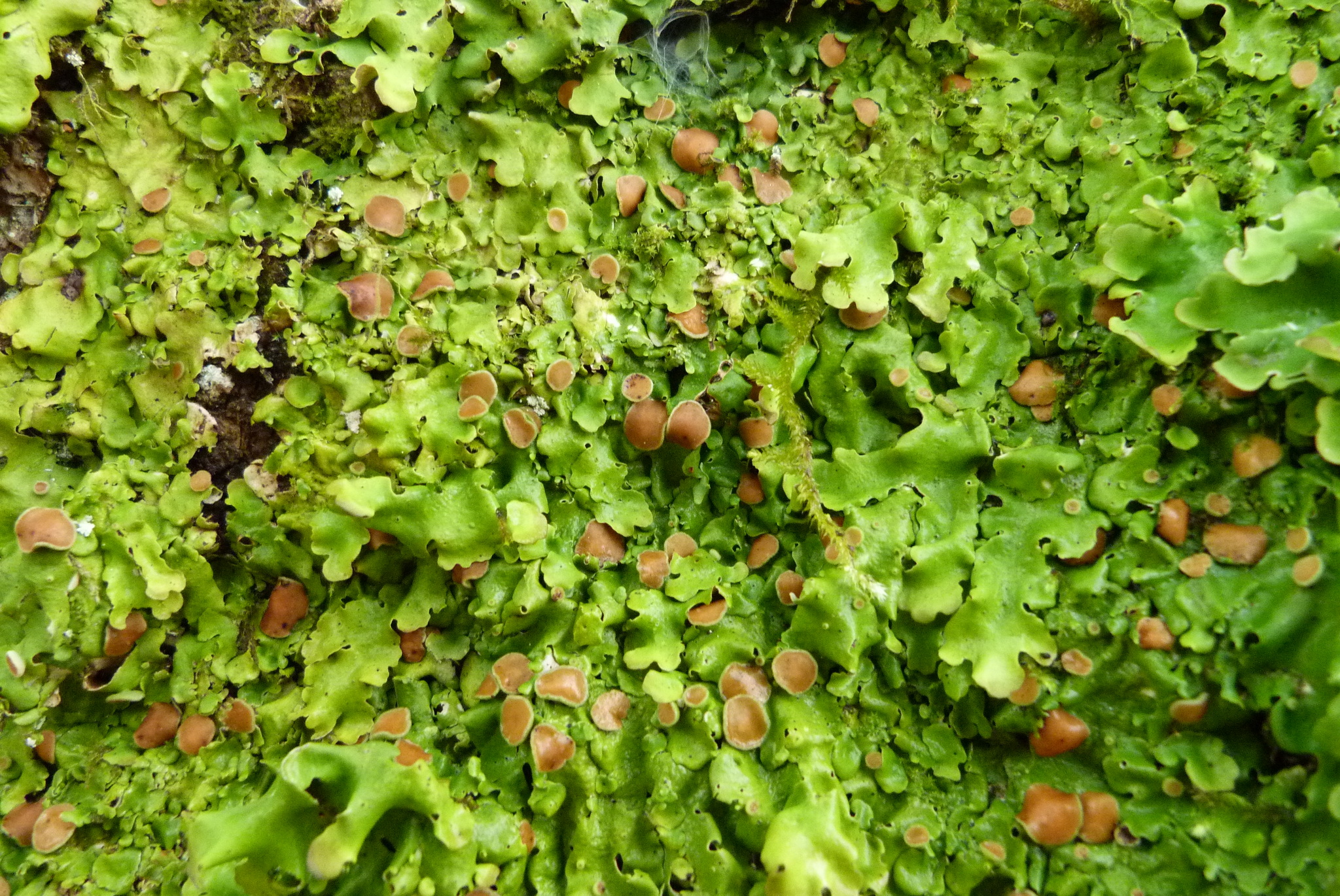 Lobaria adscripta image