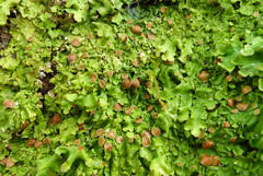 Lobaria adscripta