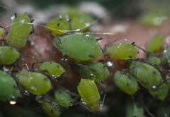 Aphis spiraecola
