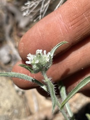 Oreocarya suffruticosa