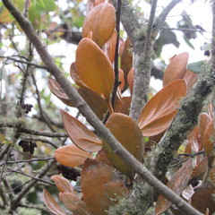 Dendrophthora avenia