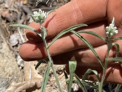 Oreocarya suffruticosa