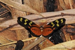 Mechanitis polymnia lycidice