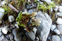 Lobaria adscripta