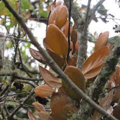 Dendrophthora avenia