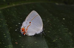 Iaspis andersoni