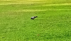 Columba livia domestica