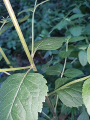Eupatorium chinense