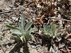 Oreocarya flavoculata