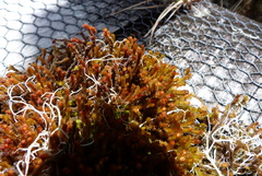 Chandonanthus squarrosus